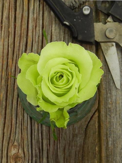 LIMBO  GREEN COLOR ROSES